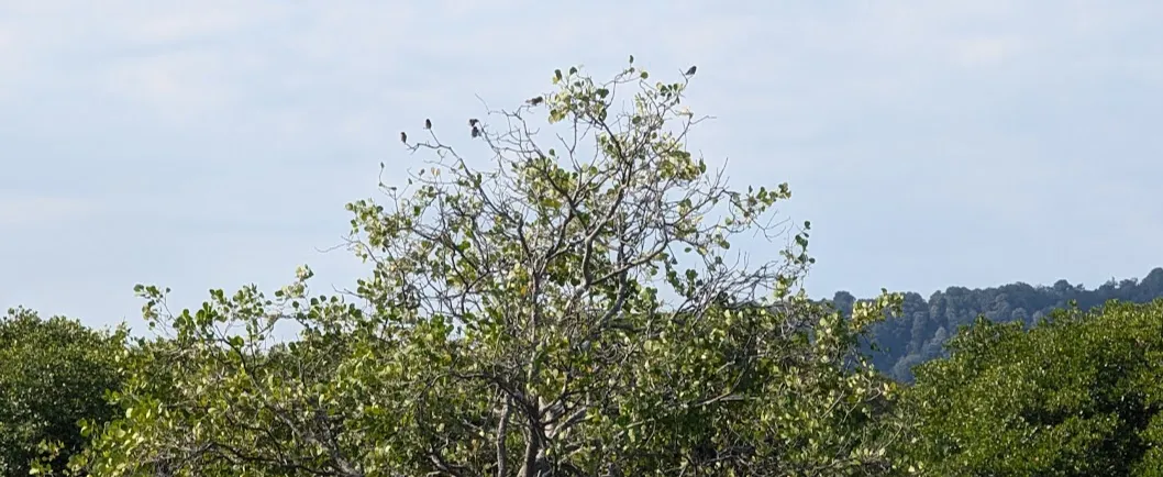 Small Minivets. I am not buying a telephoto lens. So you’ll have to squint.
