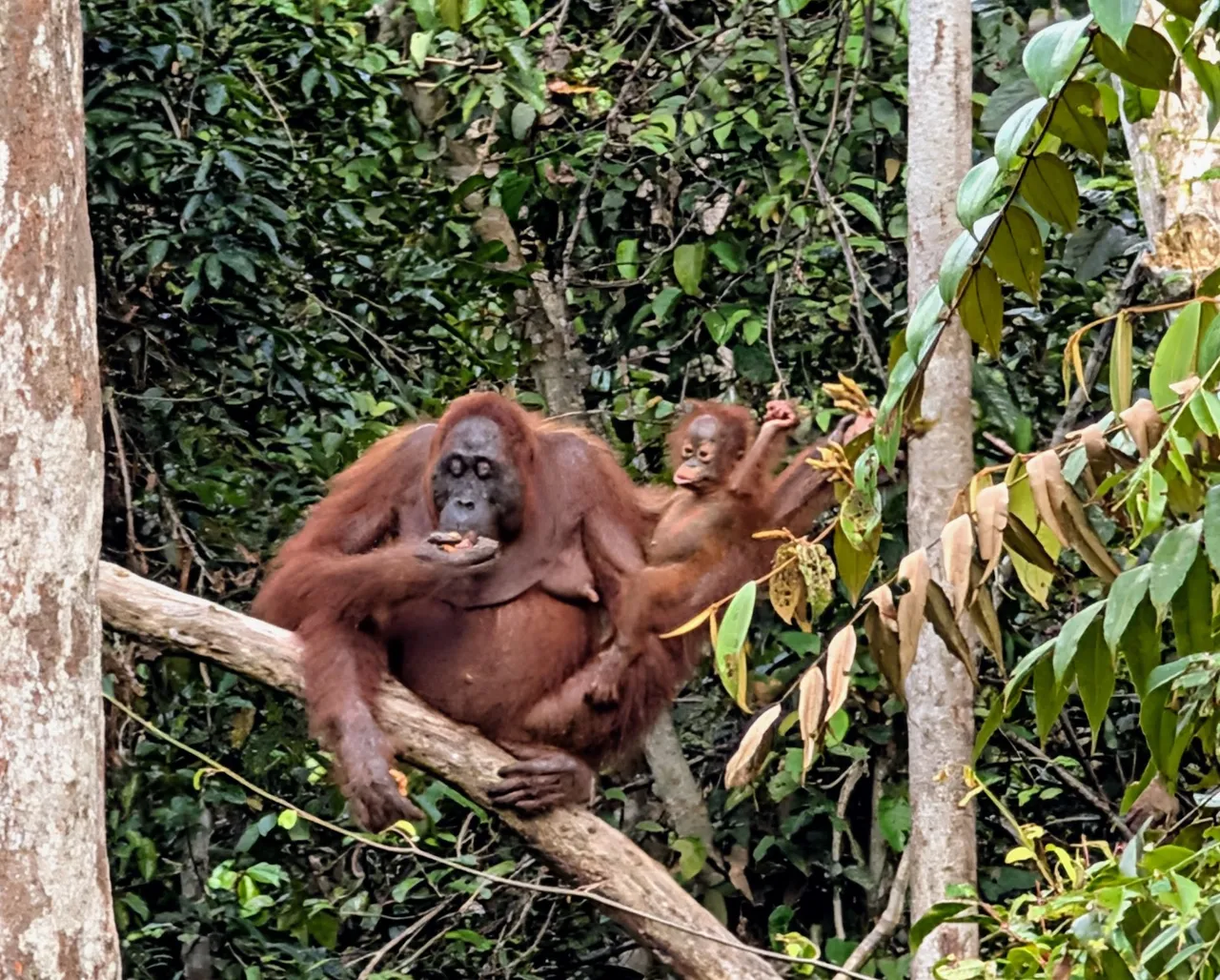 Many of the females had children that would cling to them the whole time. The orangutans took turns - they’d grab a bunch of fruit, shove it into their mouths, hold a handful of bananas, and then climb up into a tree to finish everything off. The big males didn’t do this- they’d just sit on top of a fruit pile like it was a throne.