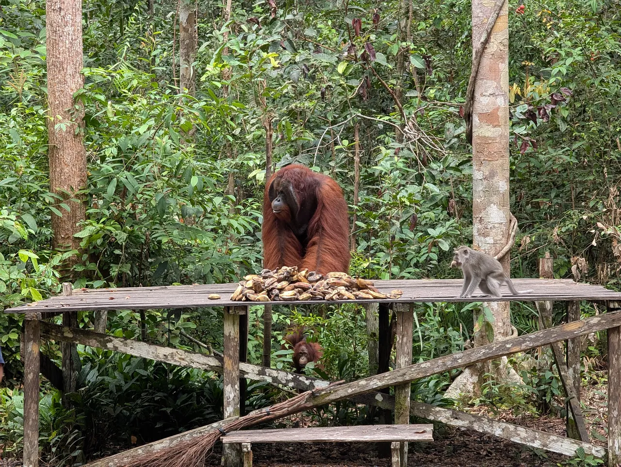 Big male orangutan. Notice the pensive female and juveniles in the trees, they’re waiting for their turn to eat. The monkey (long tailed macaque) would eventually invite his entire troop. The fact that the orangutan didn’t seem to care about the monkeys eating, but did care about other orangutans eating tells me that this behavior was about dominance over others of his species rather than preserving food (which was abundant). The existence of this kind of dominance behavior in the face of wild abundance is more or less the same as what humans do.