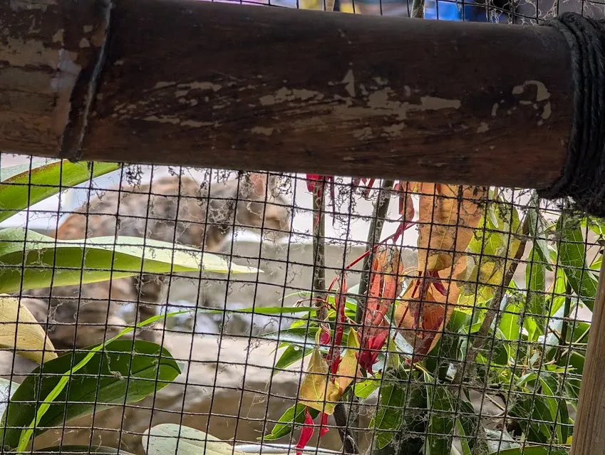 A little cat that lives in the coffee shop. It is named “foreshadowing”, which is a weird name for a cat, but I don’t make the rules.
