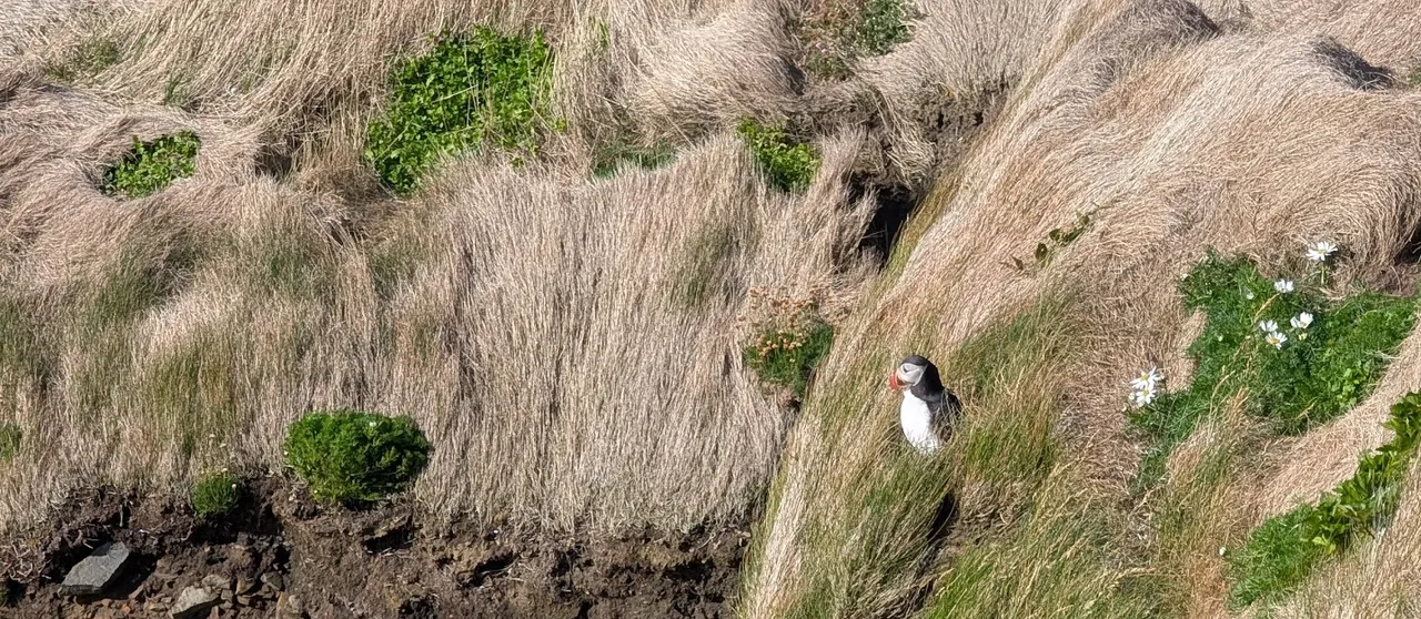 Puffin and I: Both contemplating. Photo from Sumburgh Head Lighthouse.