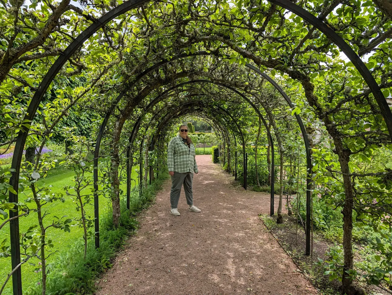 Apple Tunnel. Archard.