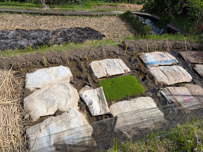 Rice starts in the paddy. The uncovered one (ish) square meter of rice sprouts will cover an entire field.