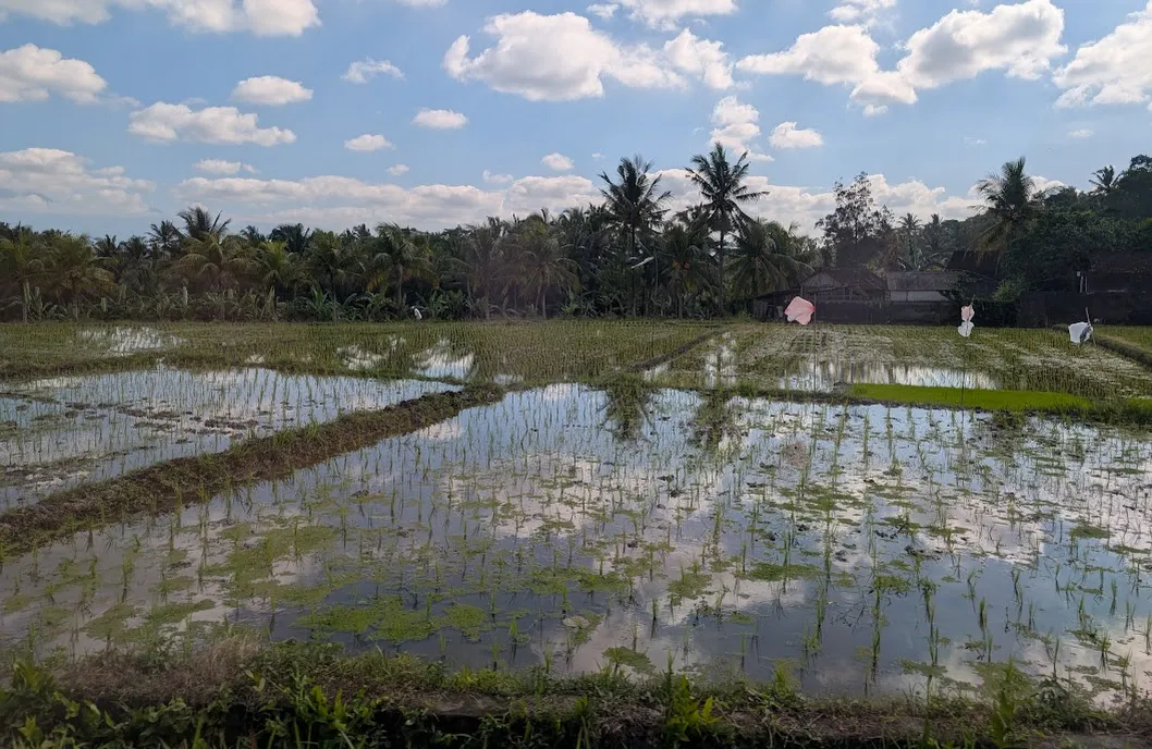 Rice paddies, recently planted.