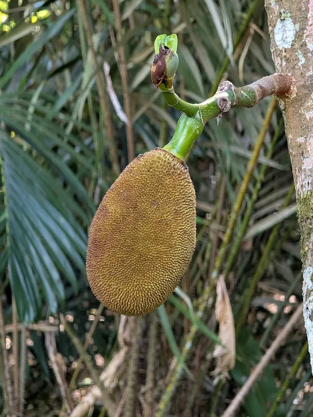 Jackfruit look silly. They look like they were designed by committee. “Let’s make the fruit just stick straight out from the trunk of the tree at head height so people can find it more easily. Okay, but they have to have lots of little nubs on them to hold more easily.”