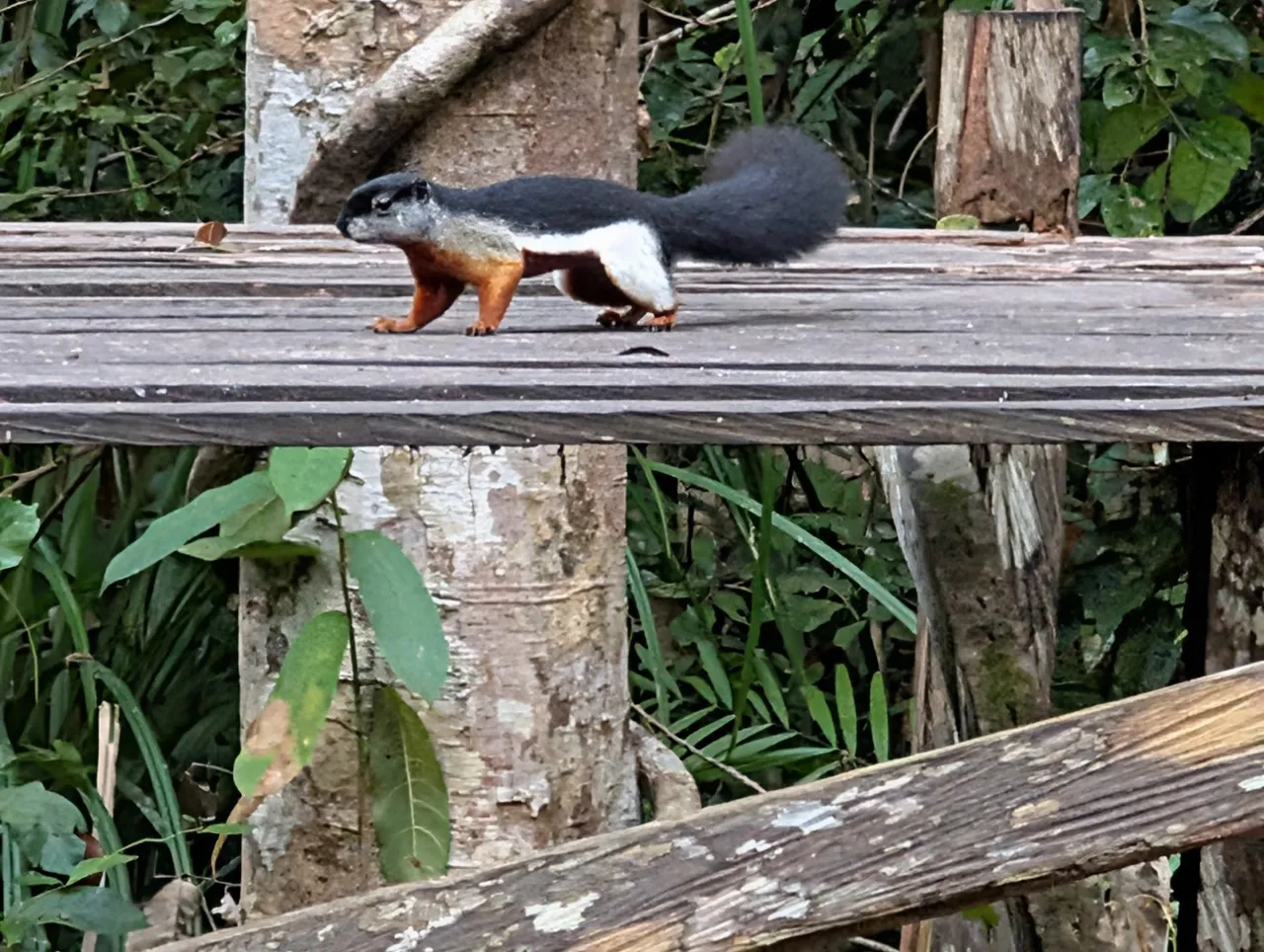 Best Squirrel Ever.
