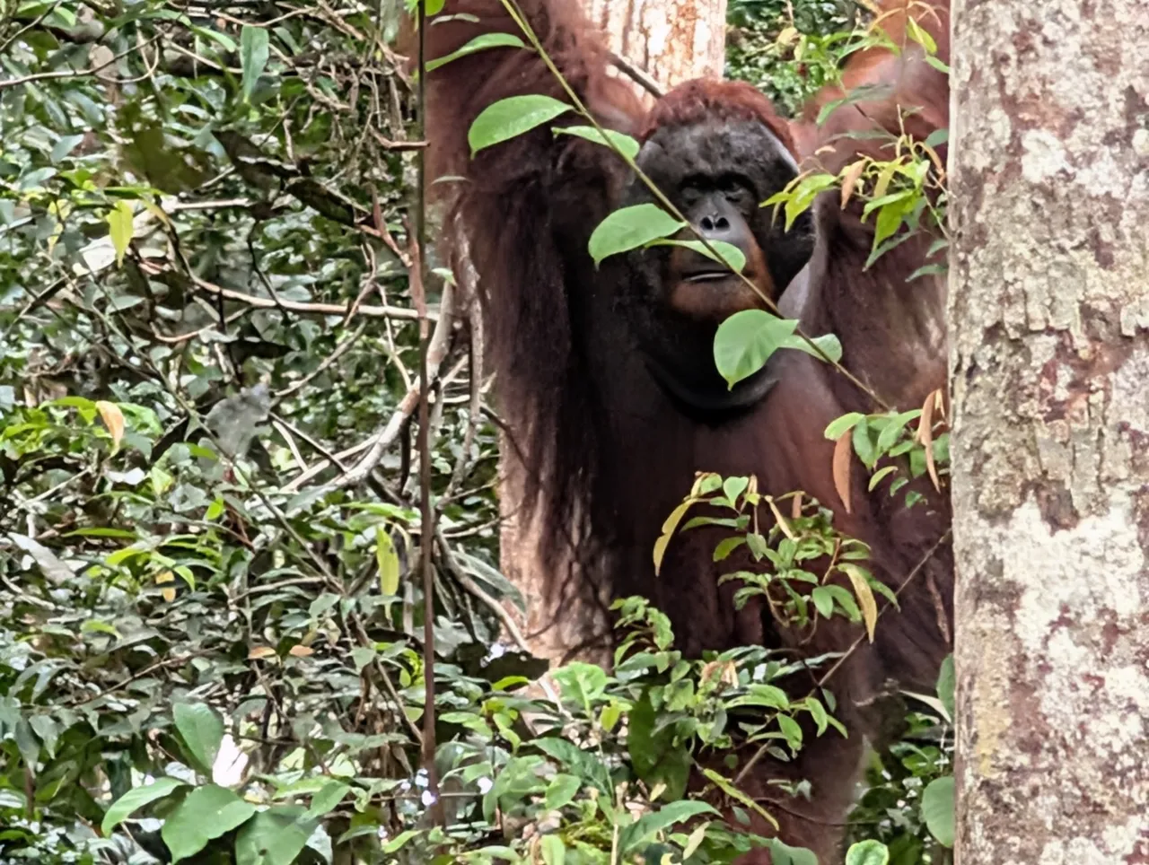 This was a non-dominant male, who had to just sit there and think about whether he’d be eating that fruit. I am pretty sure that he is the younger male that tried to challenge for local supremacy, and lost. Regardless, I certainly wouldn’t want to fight that dude, he’s fierce.