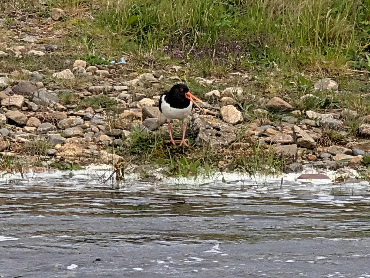 Today’s Jeff is an oystercatcher on the Clunie Water. There are a lot of oystercatchers around, which makes me think a lot about: you don’t normally “catch” oysters. They’re not really all that good at evading. Also, there’s no oysters around here. Most of the time, Jeff was digging around in the meadow soil, but he spent some time gazing into the river as well. Probably wondering where the oysters are.