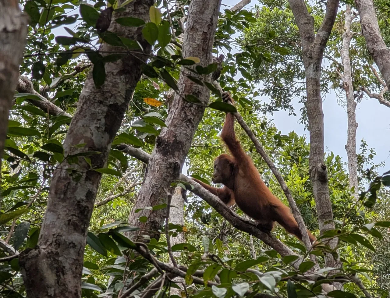 Let’s get this part out of the way: yes, we saw orangutans. A whole lot, actually, but the first one we saw was a big load off, kind of like when you see the first aurora on a trip to Alaska for spotting auroras. That’s checked off the list, now I can just relax and look for more orangutans and other charismatic fauna.