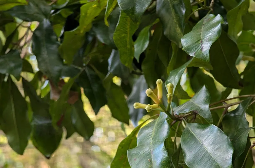 Green cloves on the tree. I’m still figuring out the focus thing.