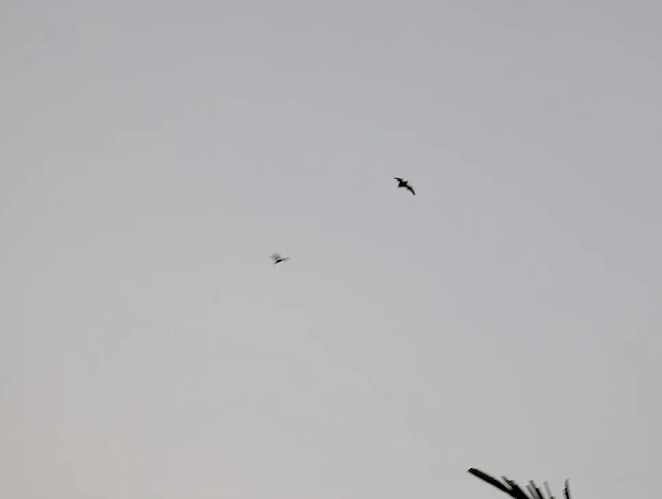 Crepuscular Bats