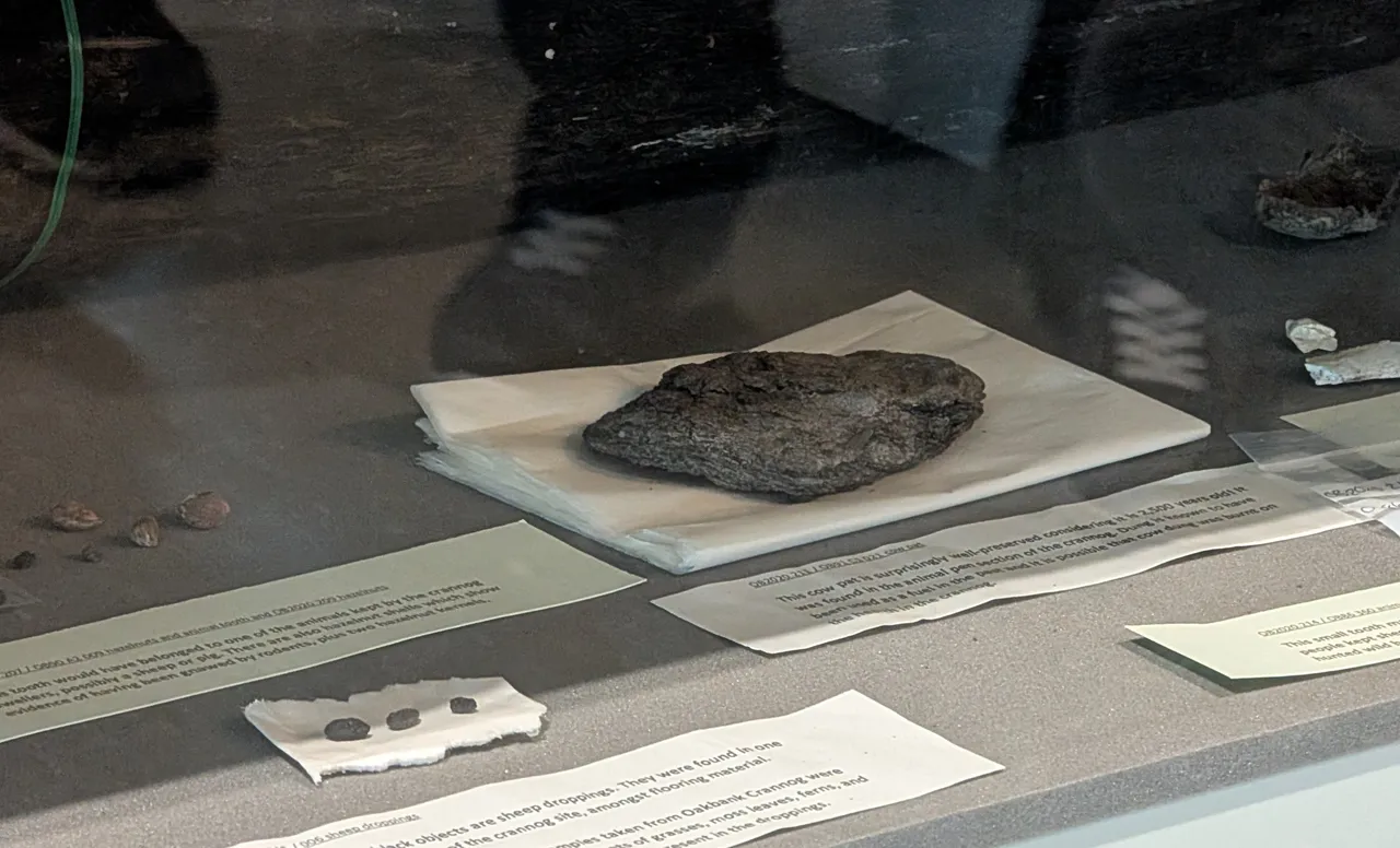 That’s right! It’s a 2500 year old cow patty. Plus some sheep pellets. Sorry about the reflection, the lighting in there was not ideal; I tried getting a photo of one of the original crannog logs, which had turned wooden dowels as joinery, again from 2500 years ago, wild.