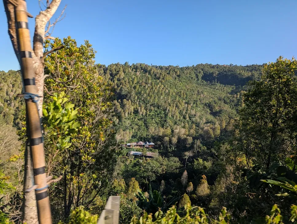 Balinese jungle