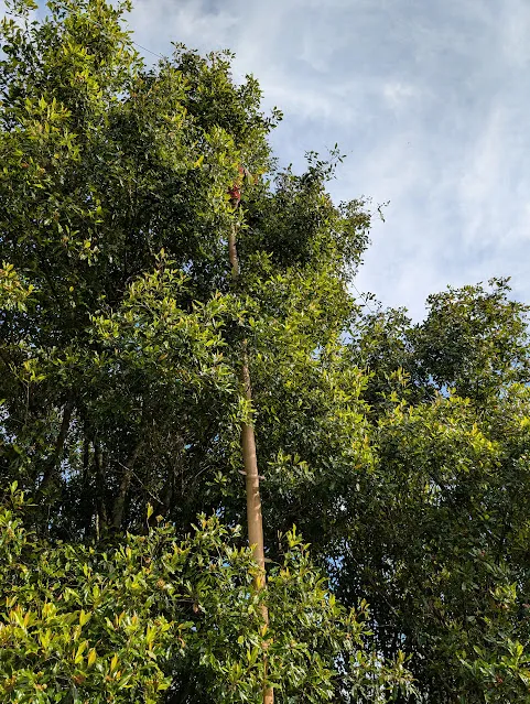 Farm worker up a bamboo ladder harvesting cloves.