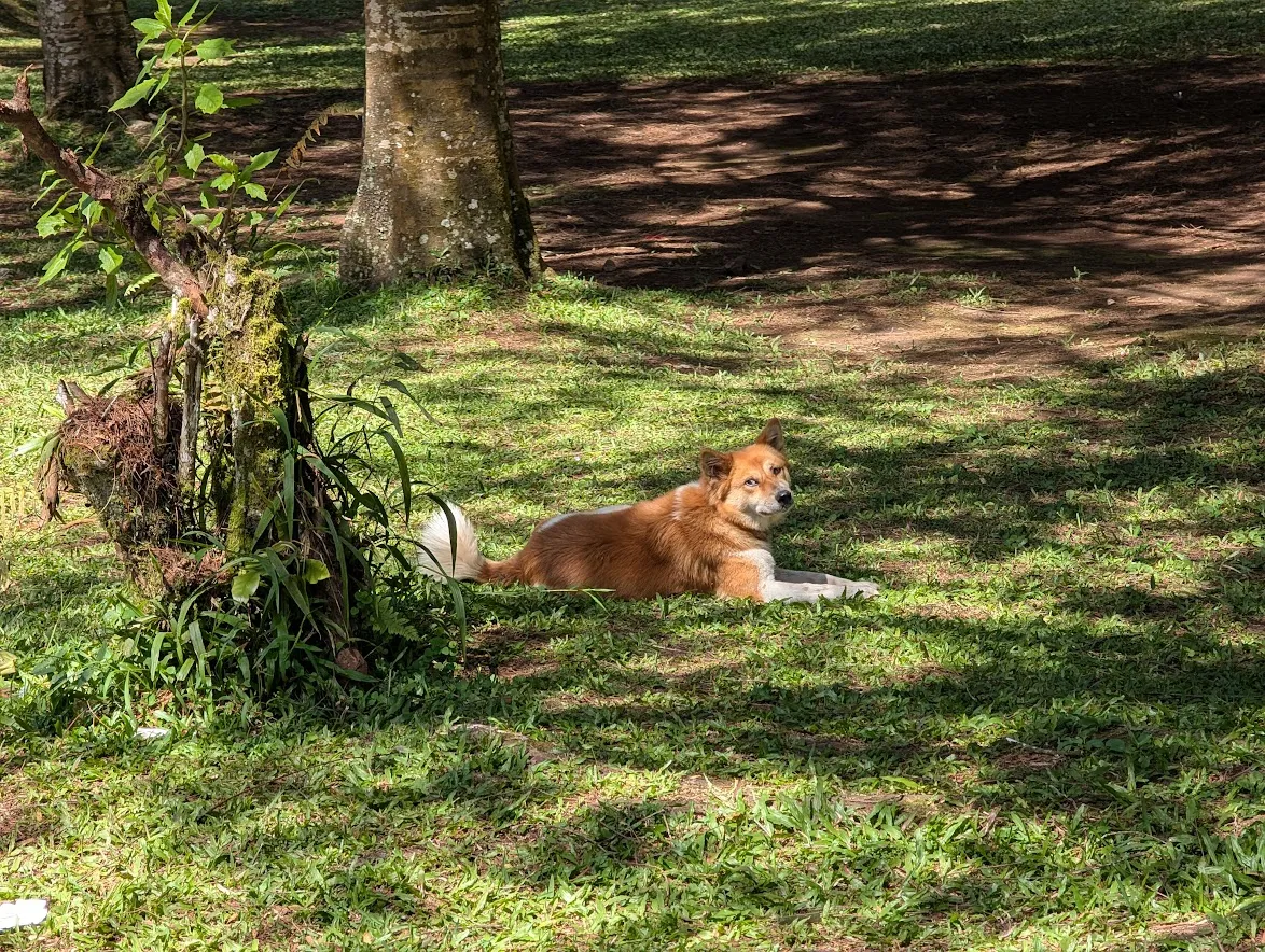 Dog just chilling out in the Botanical Gardens. You can rent bicycles or e-scooters, but we just walked around.
