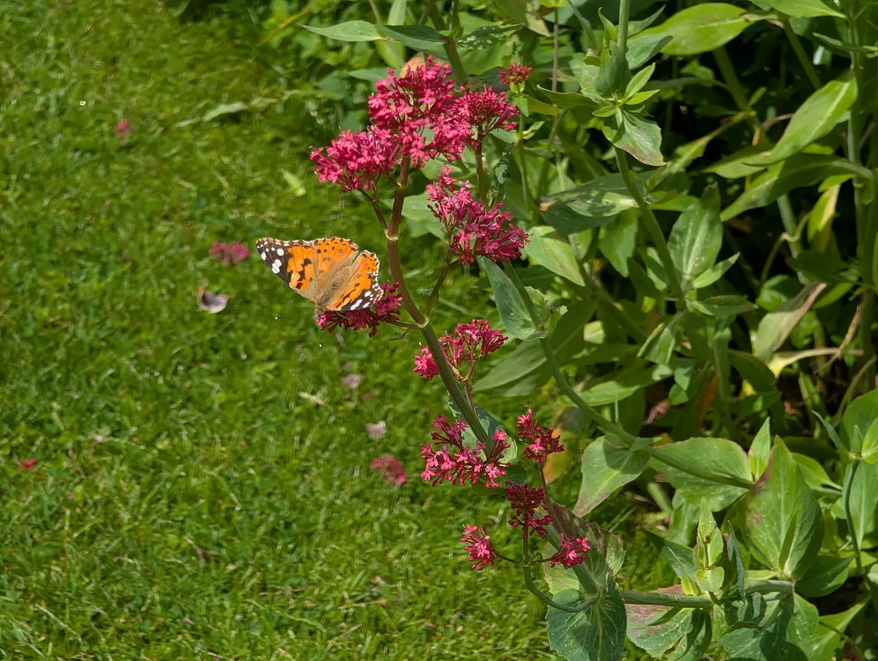 Bonus insect of some kind. I think it is probably either a butterfly or a moth.