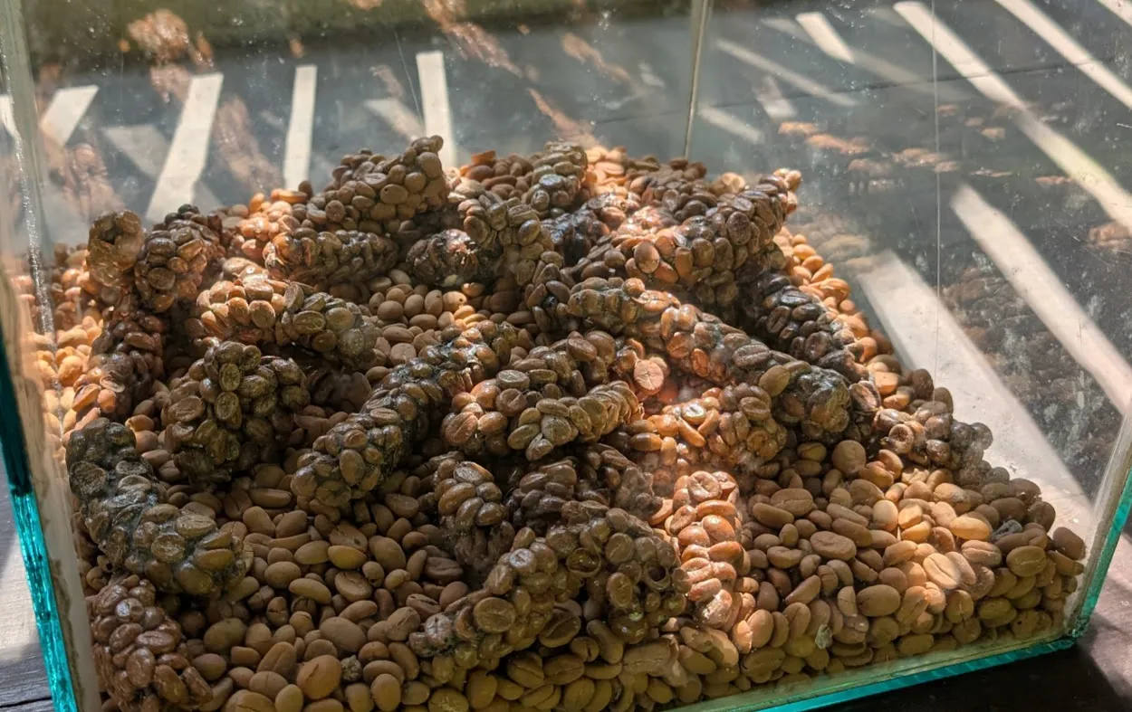 Glass display of civet poop.