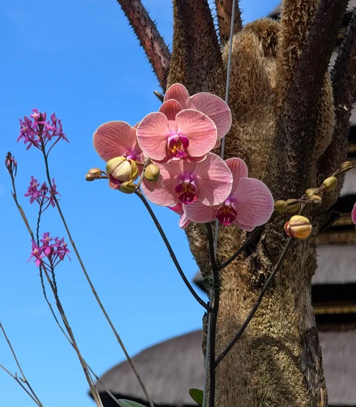 Orchid is unrelated.