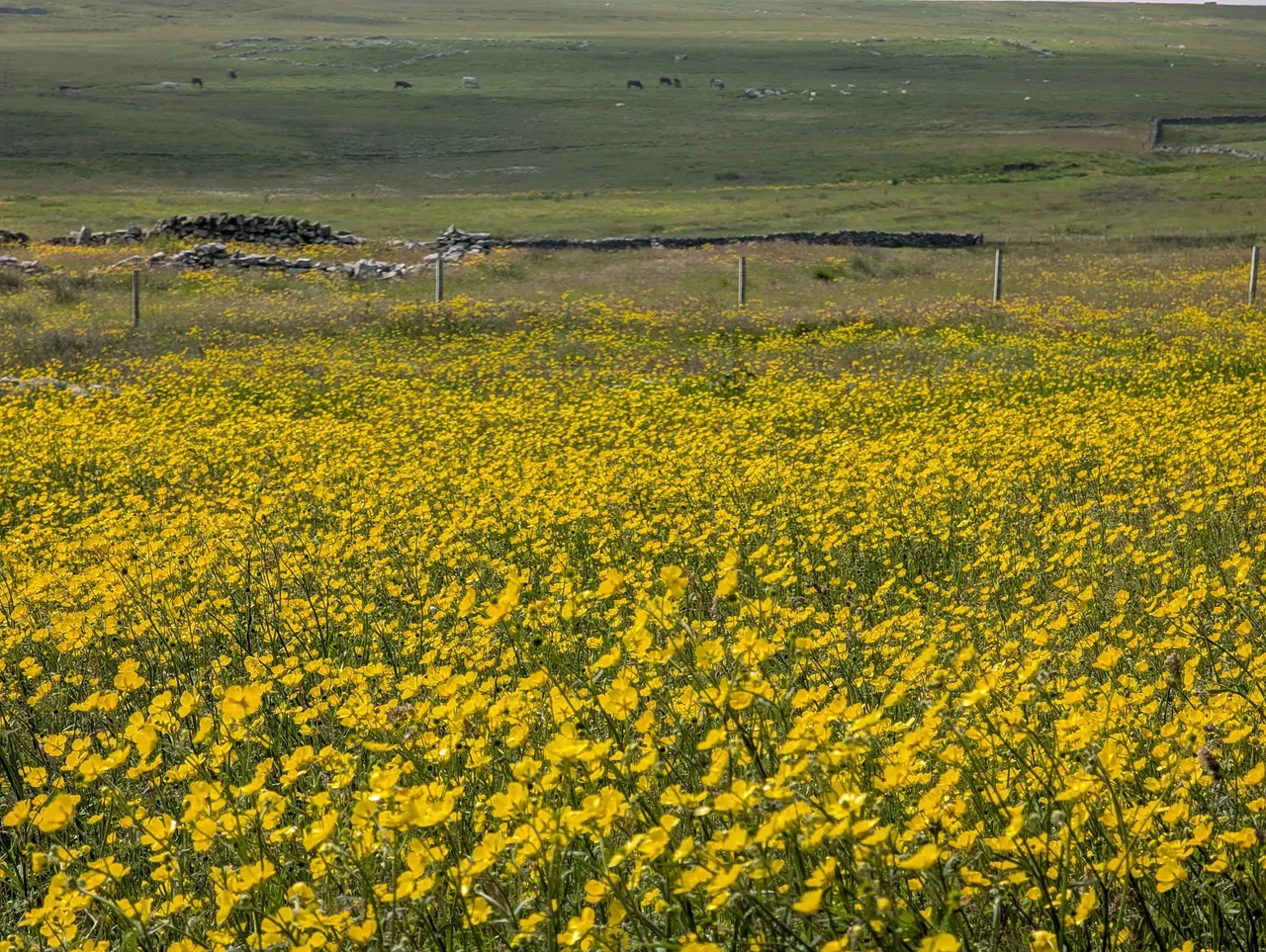 Instead you get a field of buttercups from the Croft museum, where we stopped before lunch. It was instructive but not photogenic inside (everything was quite dark); I learned that the kids slept four to a bed box, and life was more or less constant work. I also later learned that the Shetland Reel (a dance specific to the island) evolved because dancing conditions were so cramped. The weather was unseasonably warm and calm, it really was gorgeous all day.