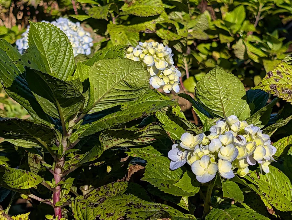 We stopped to take some photos of the hydrangea farms up at the top of Bali.