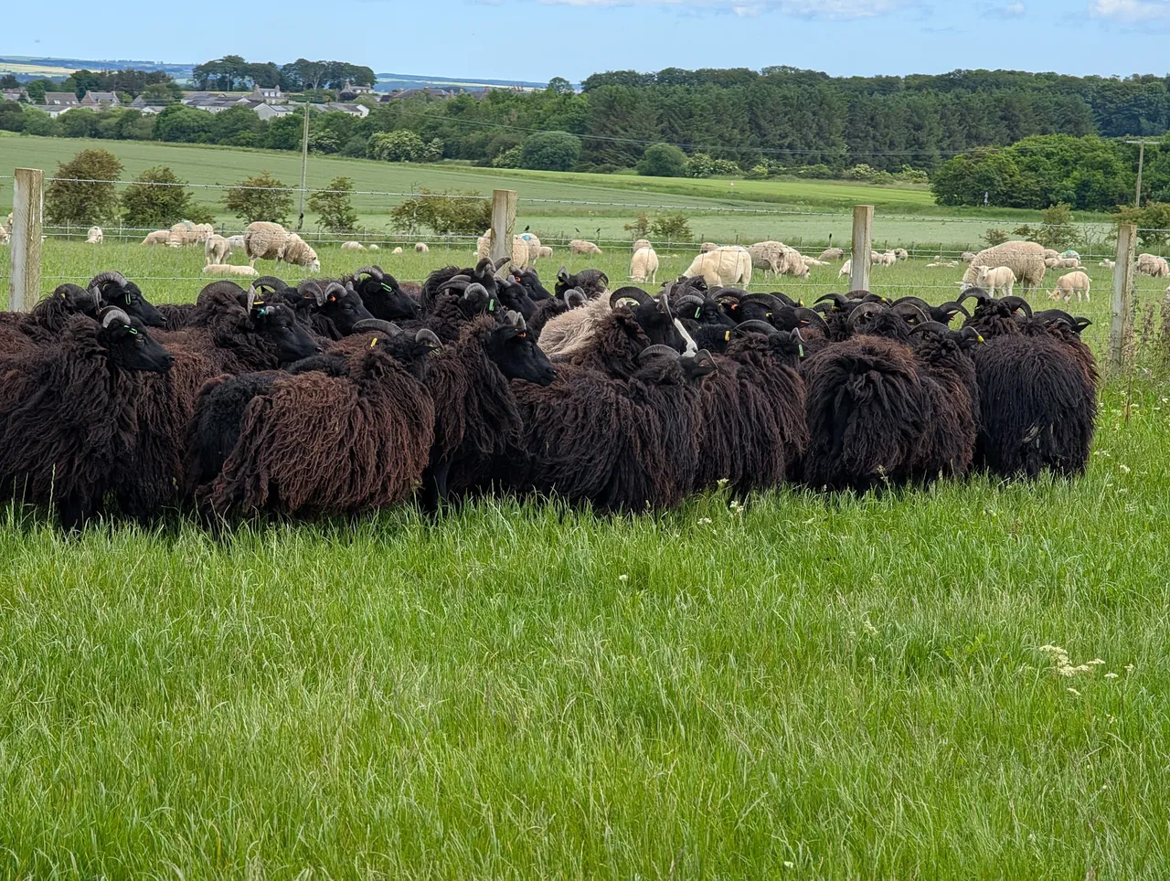 This flock they keep for training the dogs on mainly. The gray sheep in there was born with dark wool, and apparently after the first shearing it turns gray like that. I don’t remember the breed, sorry. Just off-camera is a dog making the sheep bunch up.